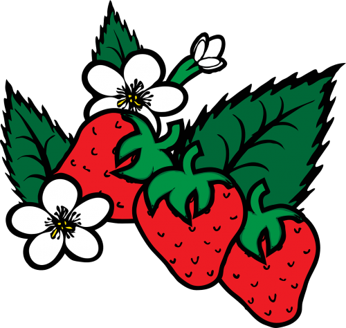 strawberry fragaria berry