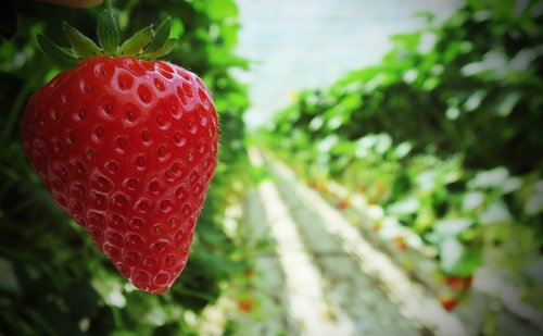 strawberry  strawberries  fruit