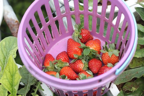 strawberry  basket  red