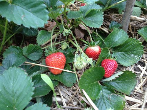 strawberry fruit garden