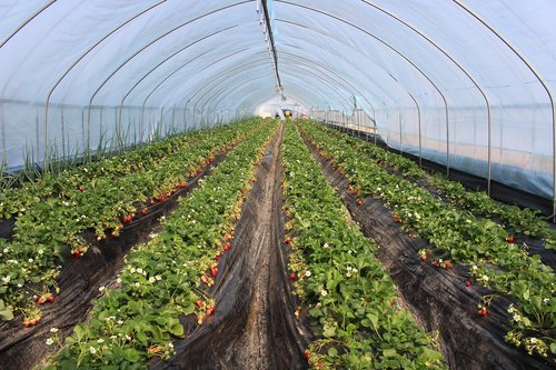 strawberry  farm  agriculture