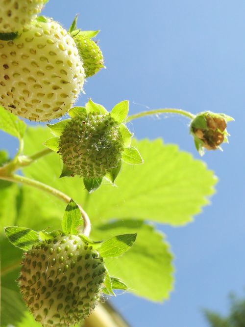 strawberry green fruit
