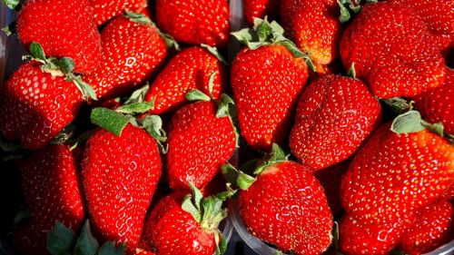 strawberry fruit spring