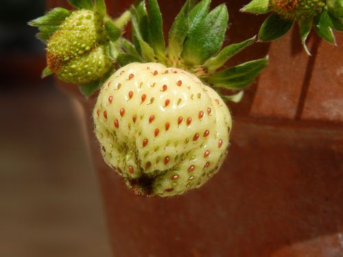 strawberry fruit nature