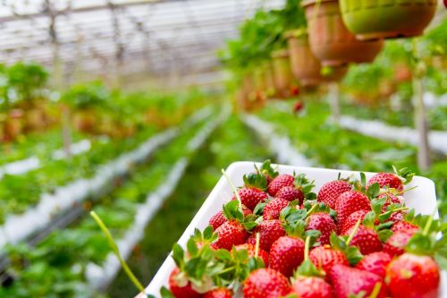 strawberry plantation growing