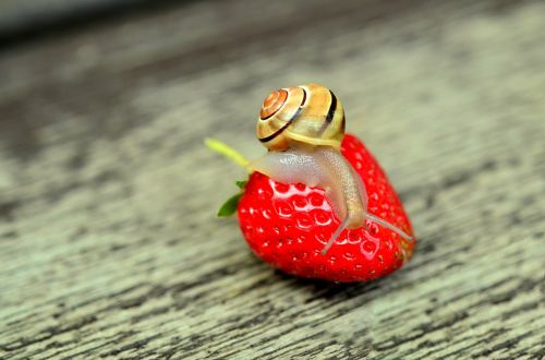 strawberry snail tape worm