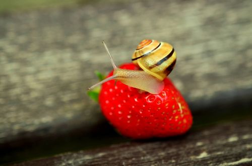strawberry snail tape worm
