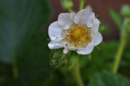 strawberry flower petals