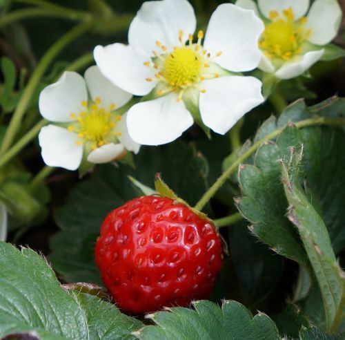 strawberry fruit nature