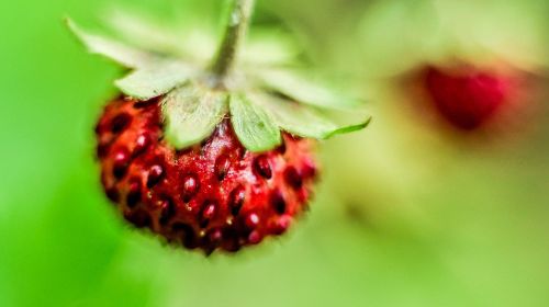 strawberry macro fruit