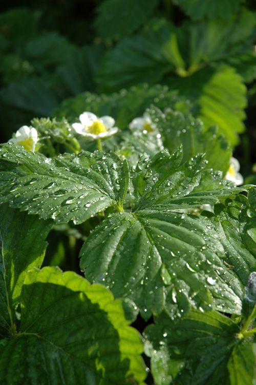 strawberry plant flower