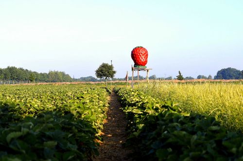 strawberry field arable agricultural