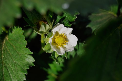 strawberry flower  nature  garden