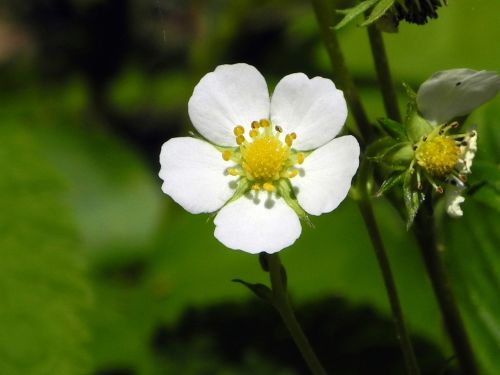 strawberry flower blossom bloom