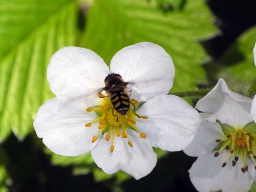 strawberry flower white spring