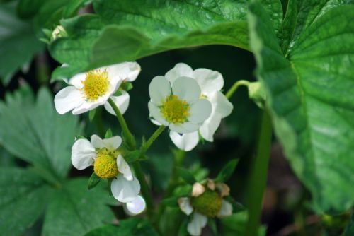 Strawberry Flower