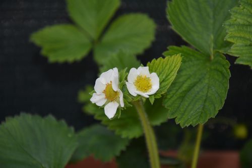 strawberry flowers white flowers flowers