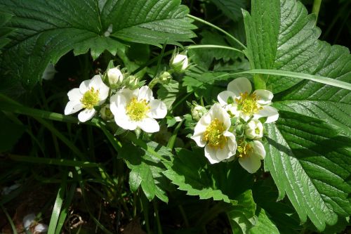 strawberry flowers strawberry blossom