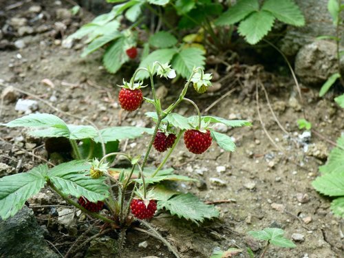 strawberry forest  garden  strawberries