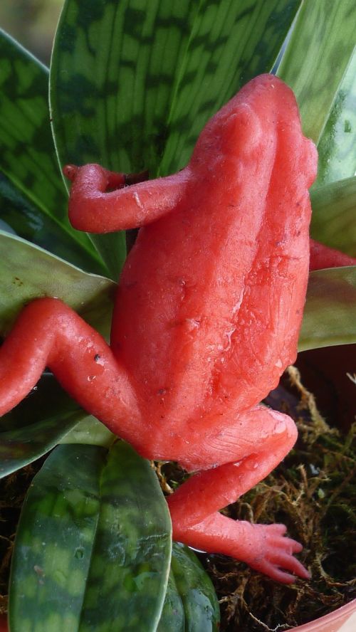 strawberry frog animal red