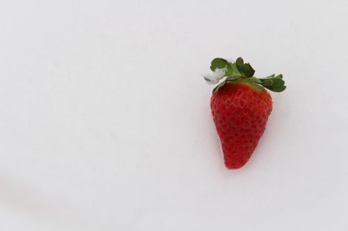 strawberry in the snow strawberry winter