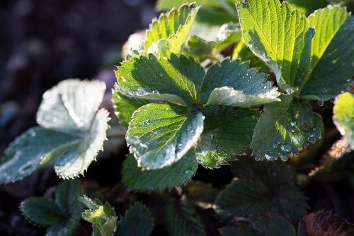 strawberry leaves  leaves  green