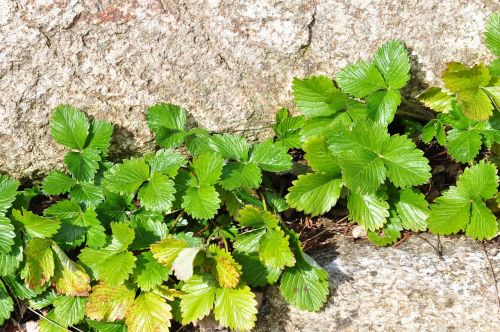 strawberry leaves green stone