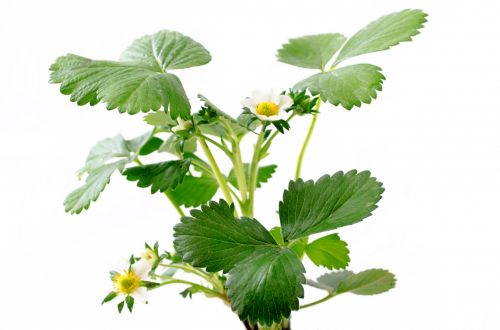 Strawberry Plant