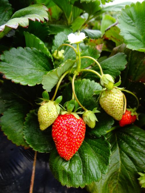 strawberry plant strawberry fruit