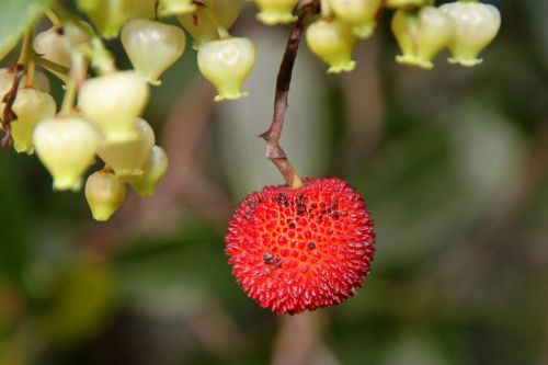 strawberry tree fruit nature