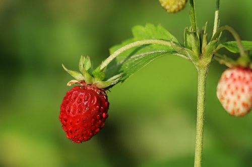 strawbery berry nature