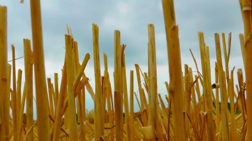 straws grain wheat field
