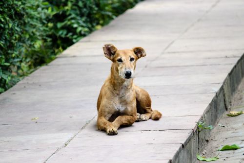 stray dog footpath