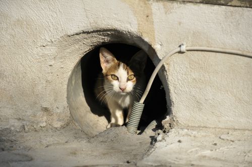 stray cat cat greece animal