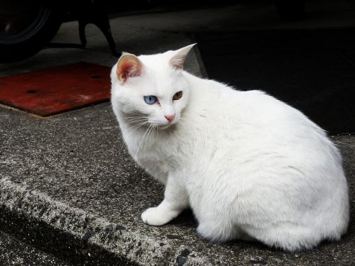 stray cat white cat cat