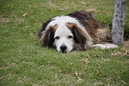 stray dog brown with white very old