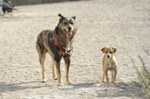 strays dogs size comparison