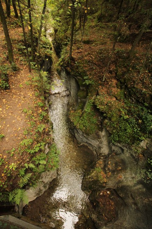 stream forest nature