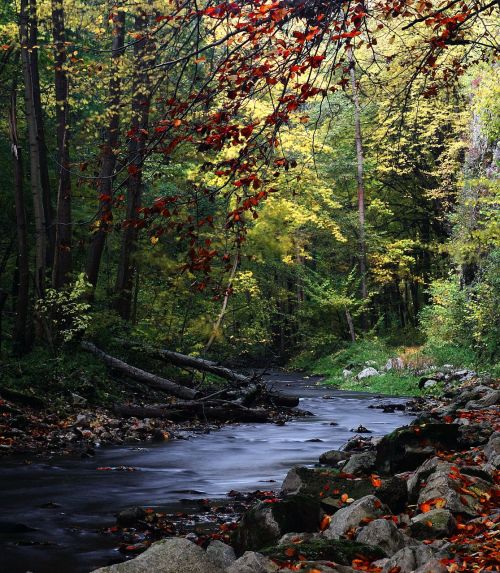 stream racławka valley autumn