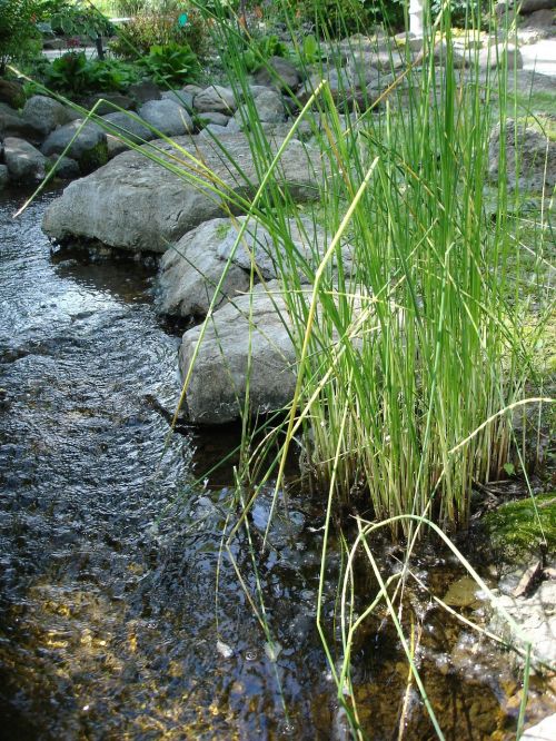 stream grasses creek
