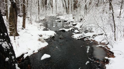 stream forest winter