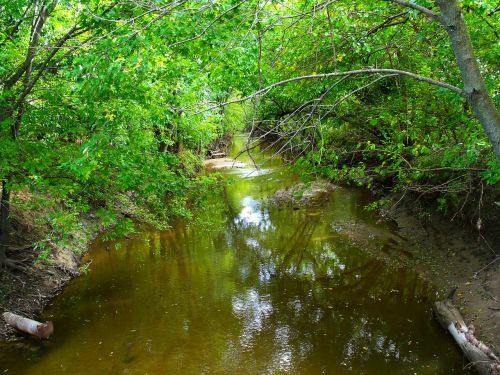 stream river trees