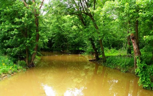 stream forest nature