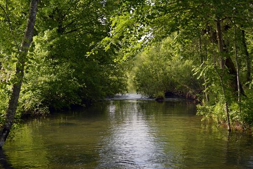 stream  water  forest