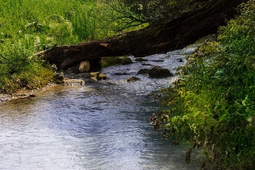 stream  river  nature