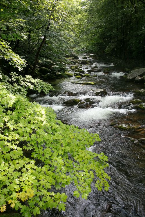 stream forest nature