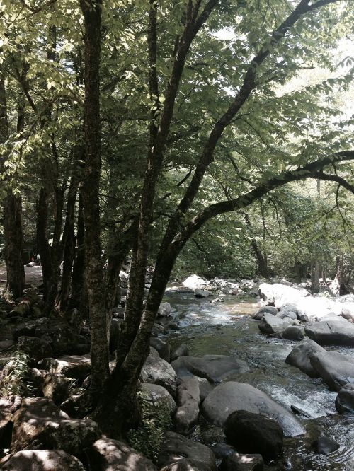 stream tree water