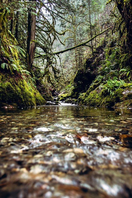 stream  forest  rain forest