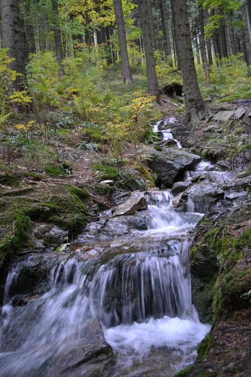 stream water forest