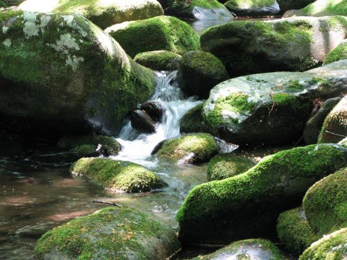 stream rocks moss